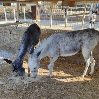 Nuestros burros