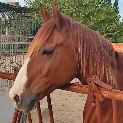 Caballo Byron