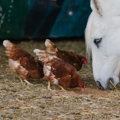 Nuestras gallinas