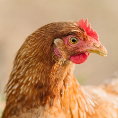 Granja