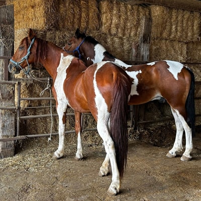 Caballos Luky y Preferido