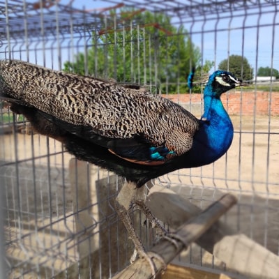 Nuestros pavos
