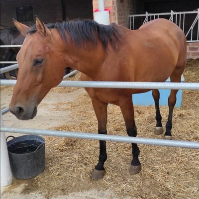 Caballo Rubio